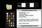 Foto (Objekt + Etiketten) von ? Goniodromites sp. 